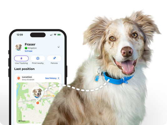 🐾 Why a GPS Tracker is a Game-Changer for Pet Owners